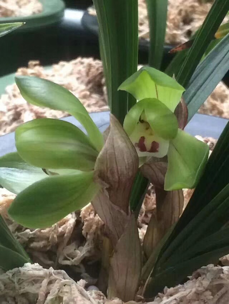 兰花不小心弄倒了有影响吗,84消毒液可以给兰花消毒吗