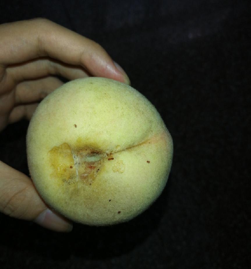 水果中的虫会寄生肚子吗,水果里的寄生虫是什么虫子