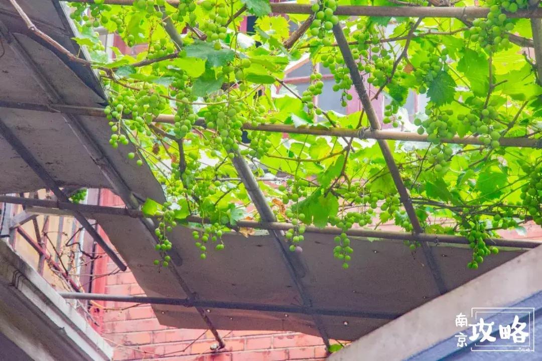 慧园里,南京城中,时光交错的角落