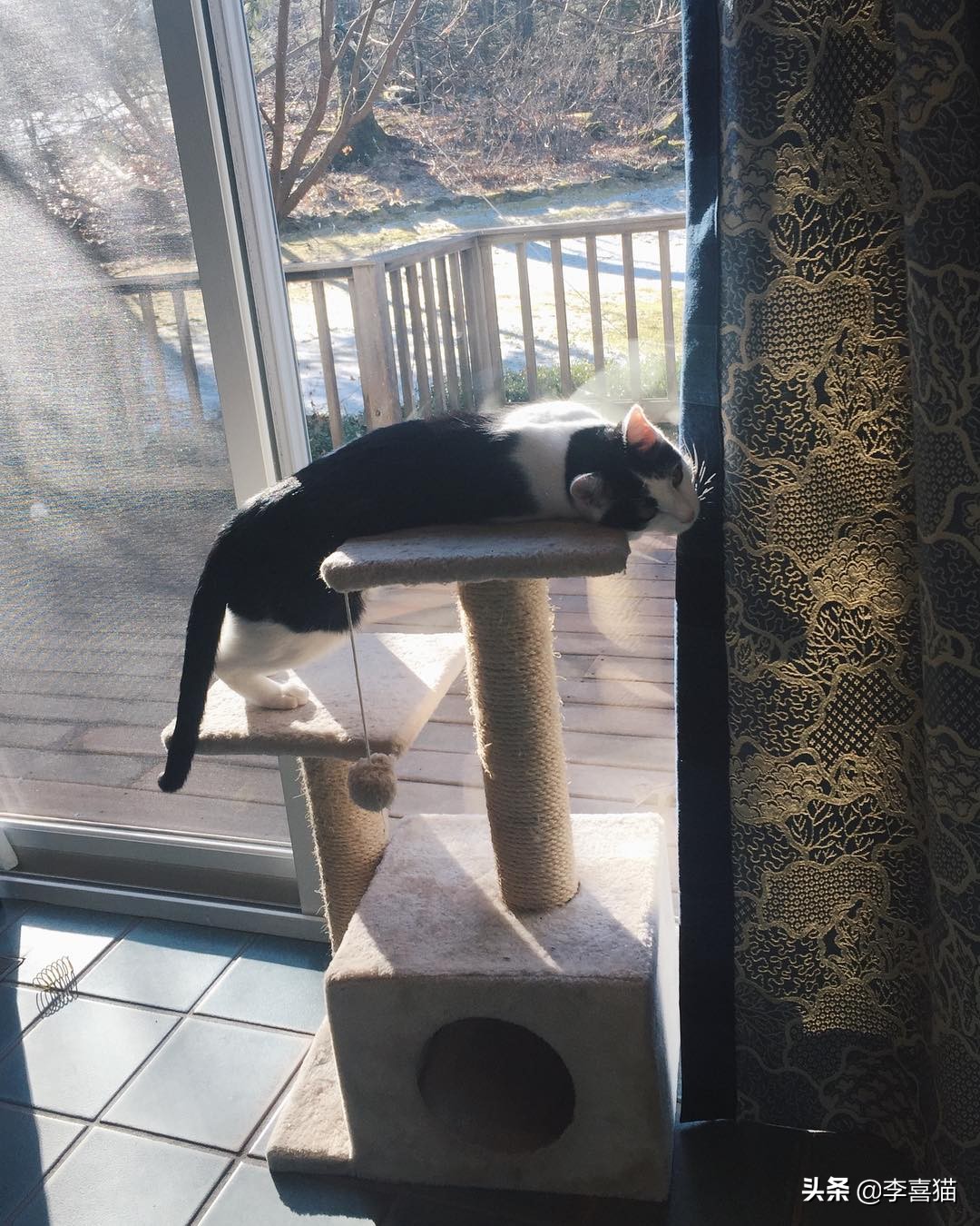 铲屎官如何避免猫咪挠到自己,铲屎官都会被猫咪挠吗