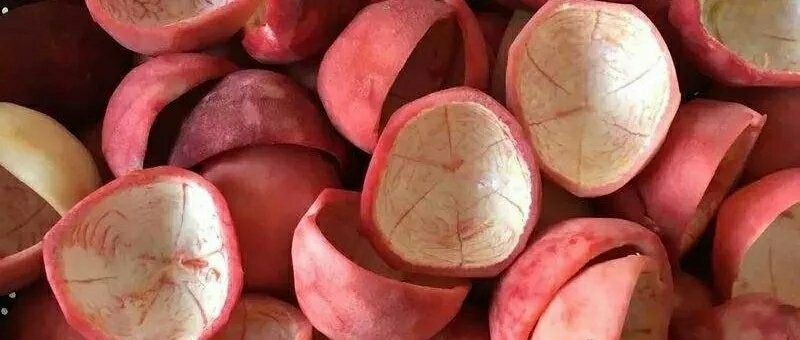 百香果观察日记作文,百香果的小日常