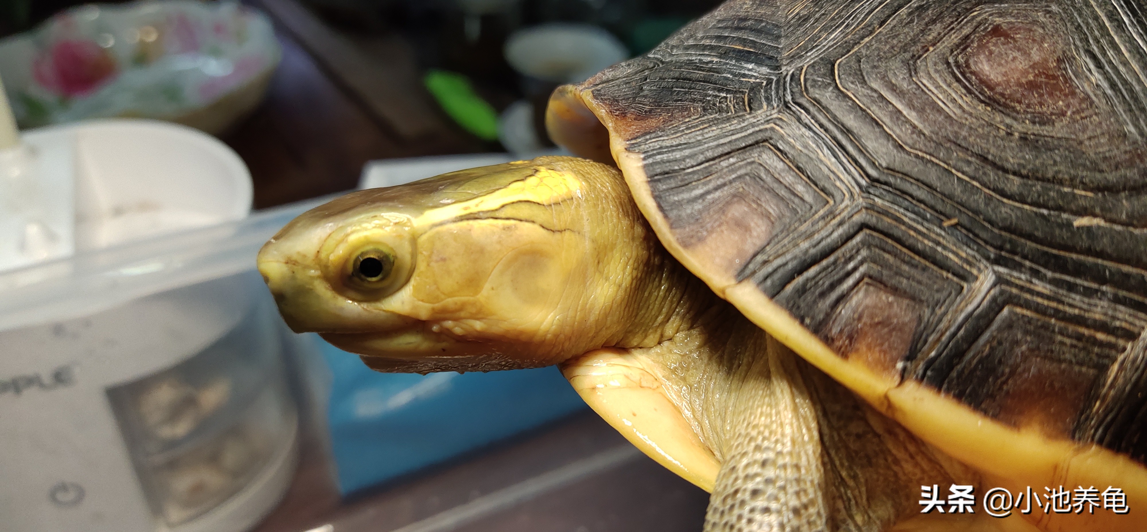新手买乌龟要买什么样的龟才好养,养龟新手入门教学