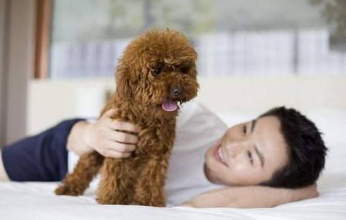 泰迪犬这7种肢体语言，所代表什么意思？很多人都不知道！