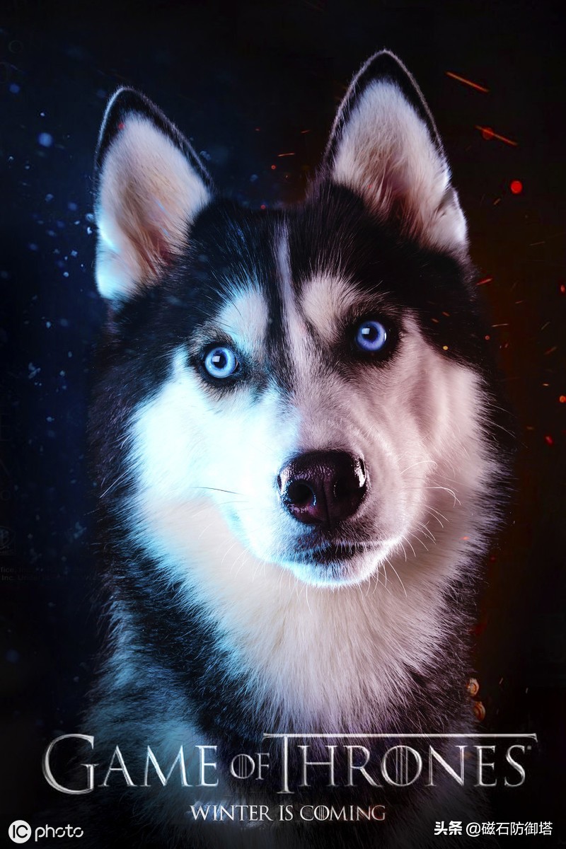 进击的哈士奇：傲立于极地的风之子
