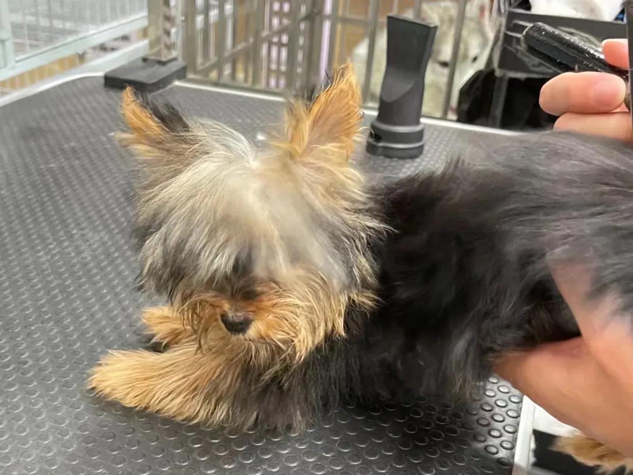 吉林市狗市卖约克夏小体多少钱,约克夏狗卖多少钱