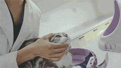 一学就会的喂药秘笈！轻松解决猫咪的吃药难题