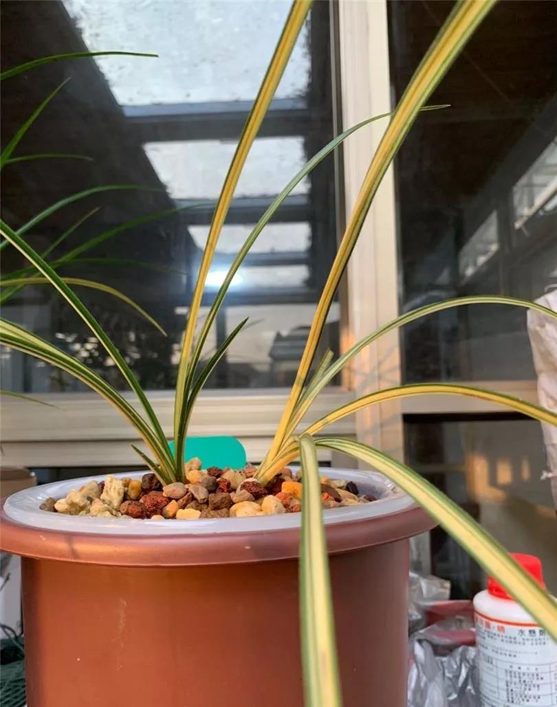 随州蕙兰的好兰花特点图片,随州兰花紫秀寒兰