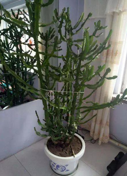 这3种植物别再花钱买了,这三种花别花钱买