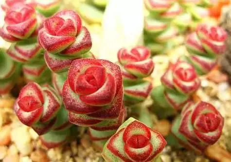 推荐轻松玩转100种常见多肉植物,700种多肉植物图鉴pdf百度云