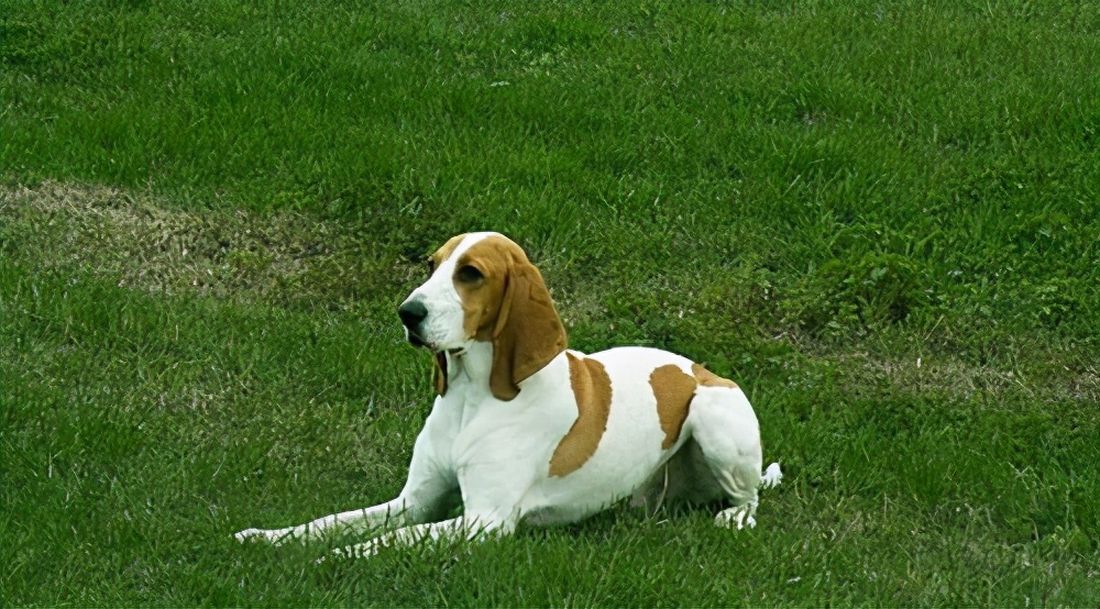 狗身上寄生虫症状及治疗,狗狗有寄生虫了怎么治疗