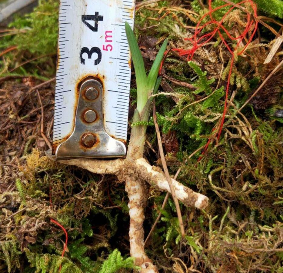 兰花龙根，另类的“赌石”，花上千去赌草，你愿意吗？