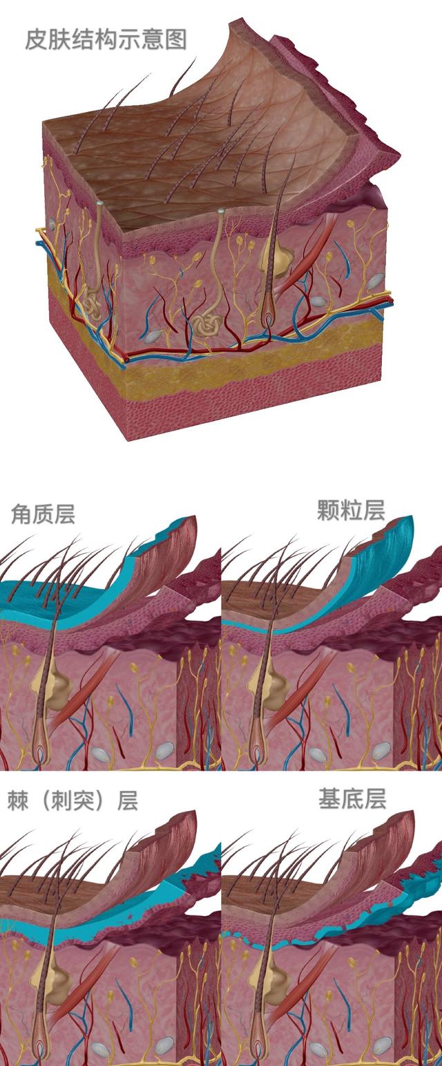 敷面膜真的对皮肤好么,敷面膜皮肤真的会吸收吗