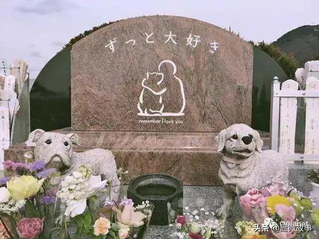 揭秘宠物殡葬:我设计了6487个骨灰盒,只为了帮它体面离开