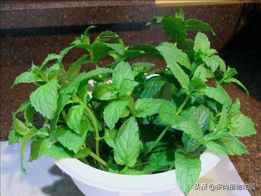 这样养护薄荷从此告别叶黄枝枯,薄荷怎么养才能不烂叶