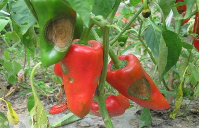 辣椒细菌性角斑病图解,辣椒上的锈斑怎么去除