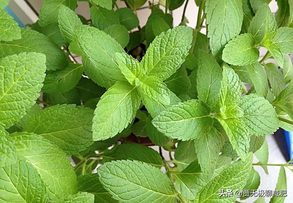 减肥期间便秘了不掉秤了怎么解决,湿气重便秘肚子大怎么排湿减肥