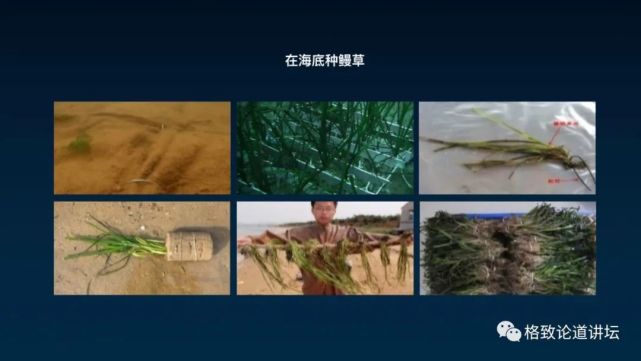 除了能提高人体免疫力，这个“肥宅”还是海底清道夫