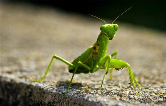 巨螳螂吃什么食物,螳螂吃什么蔬菜讲解