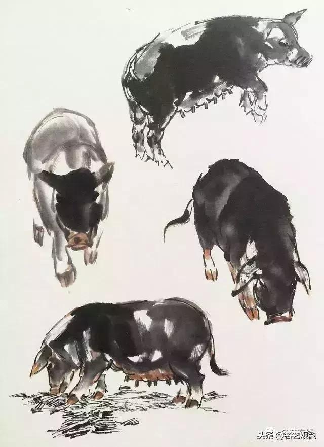 小朋友画猪简单又好看,猪年画猪中国画