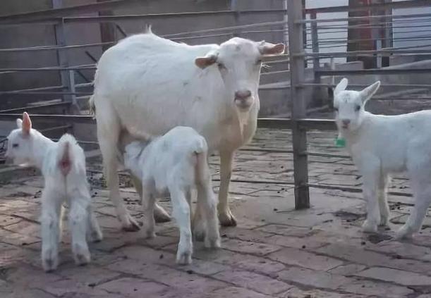 母羊奶水不够怎么办,母羊奶水不够用喂什么下奶
