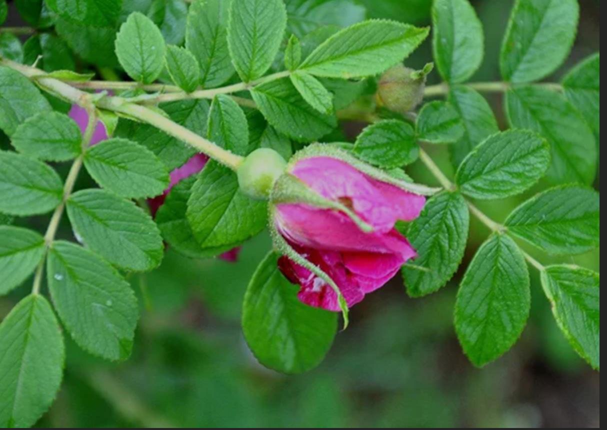 月季玫瑰蔷薇芍药牡丹的区别,玫瑰是月季和蔷薇的杂交