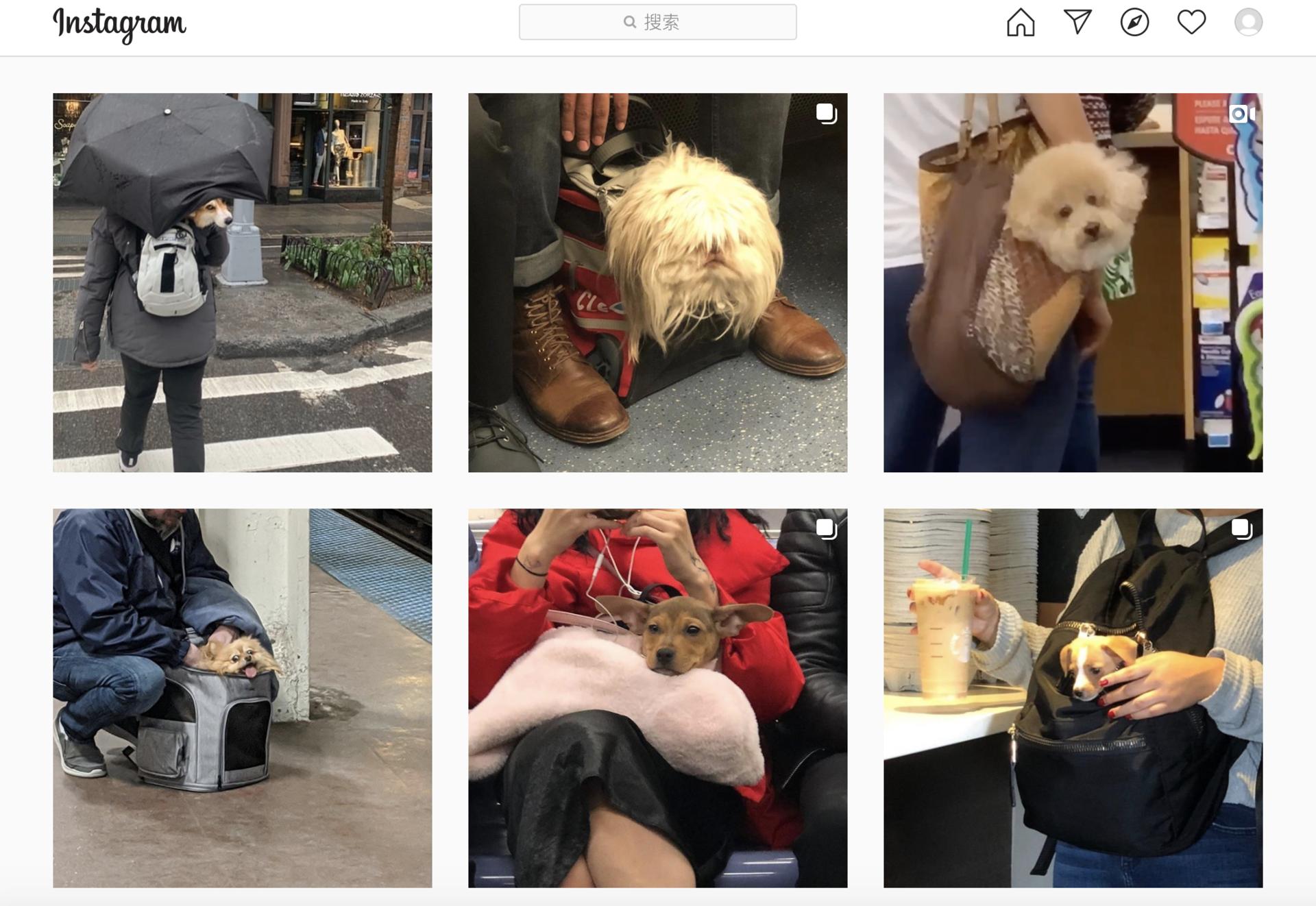 顾佳用奢侈品包包挤不进贵妇圈，纽约市民却用包把狗狗带上了地铁