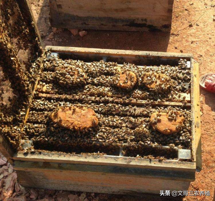 养蜂场蜜蜂爱蛰人怎么办?三个步骤彻底训化蜜蜂蛰人换习惯!