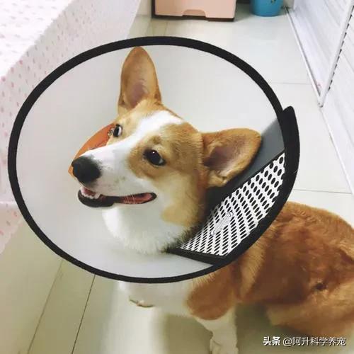 狗狗疾病:趾间炎在家便可以治疗