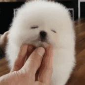 养纯种还是混血狗,养纯种狗