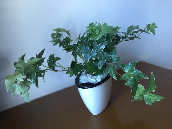 常春藤叶子黄枯萎怎么回事,常春藤从根部发黄落叶怎么办