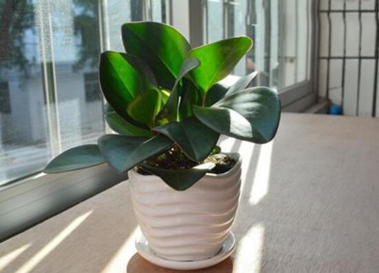 紫边碧玉和碧玉哪个好养,碧玉的养殖方法和注意事项