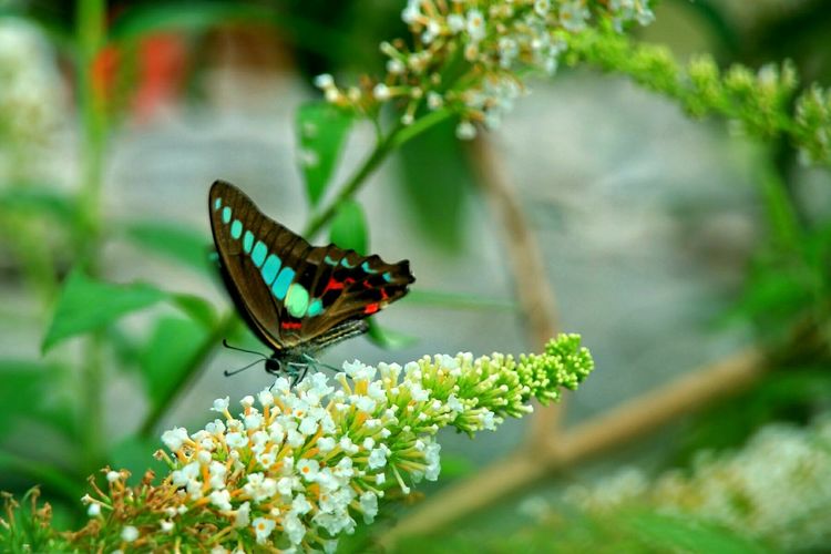原创蝴蝶恋花,蝶恋花蝴蝶原唱