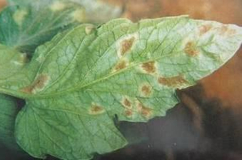 盆栽小西红柿生小飞虫怎么办,盆栽小西红柿遇雨怎么办