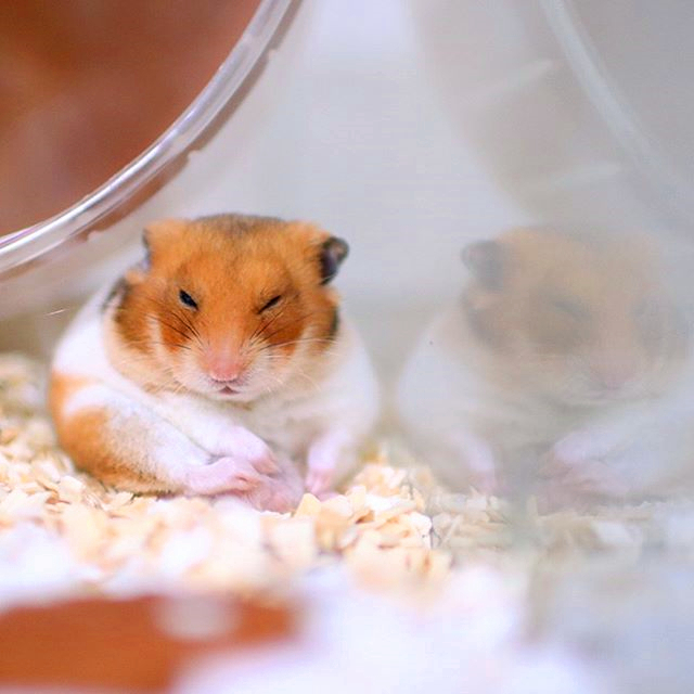 仓鼠与仓鼠之间是怎么交流的,怎么和仓鼠训练让仓鼠变得更亲密