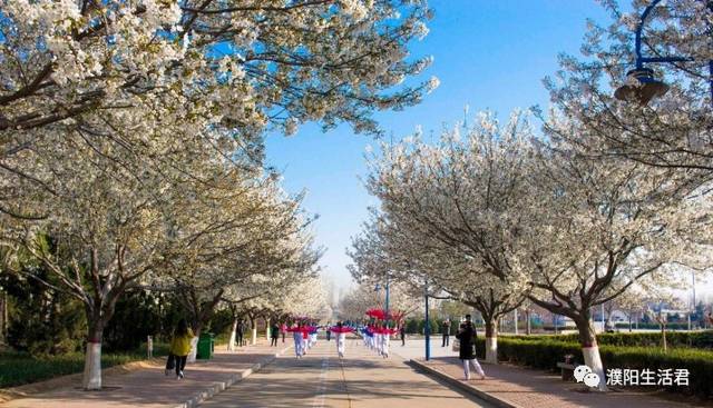 濮大樱花谢了吗,濮大樱花位置