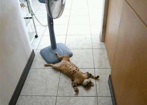 猫咪中暑怎么办开空调剃毛都不行,猫咪中暑需要吹空调吗