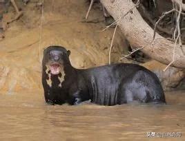 亚马逊十大凶猛植物,巴西亚马逊热带雨林动植物