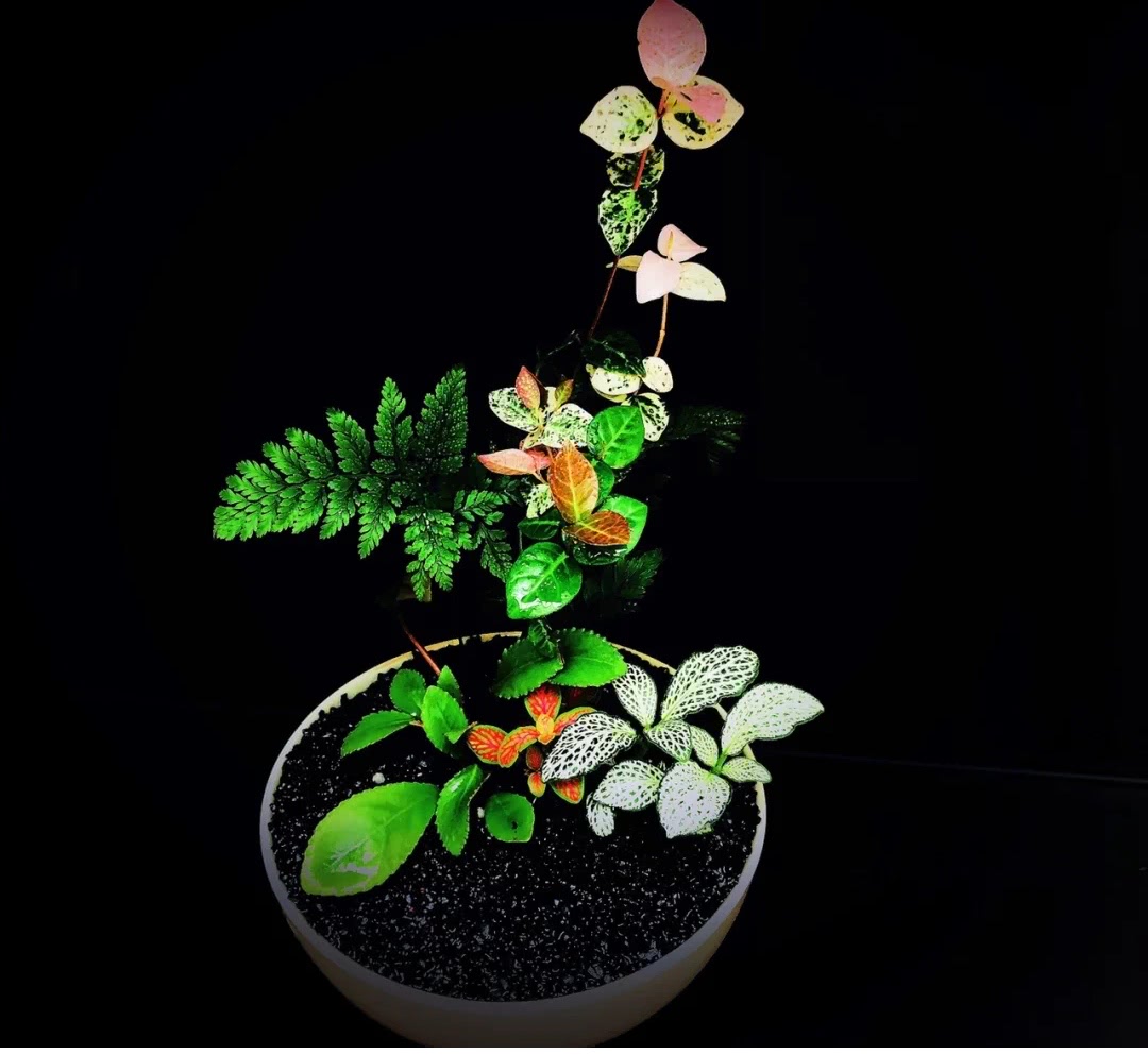 插花学习培训,如何学习插花花艺培训课程