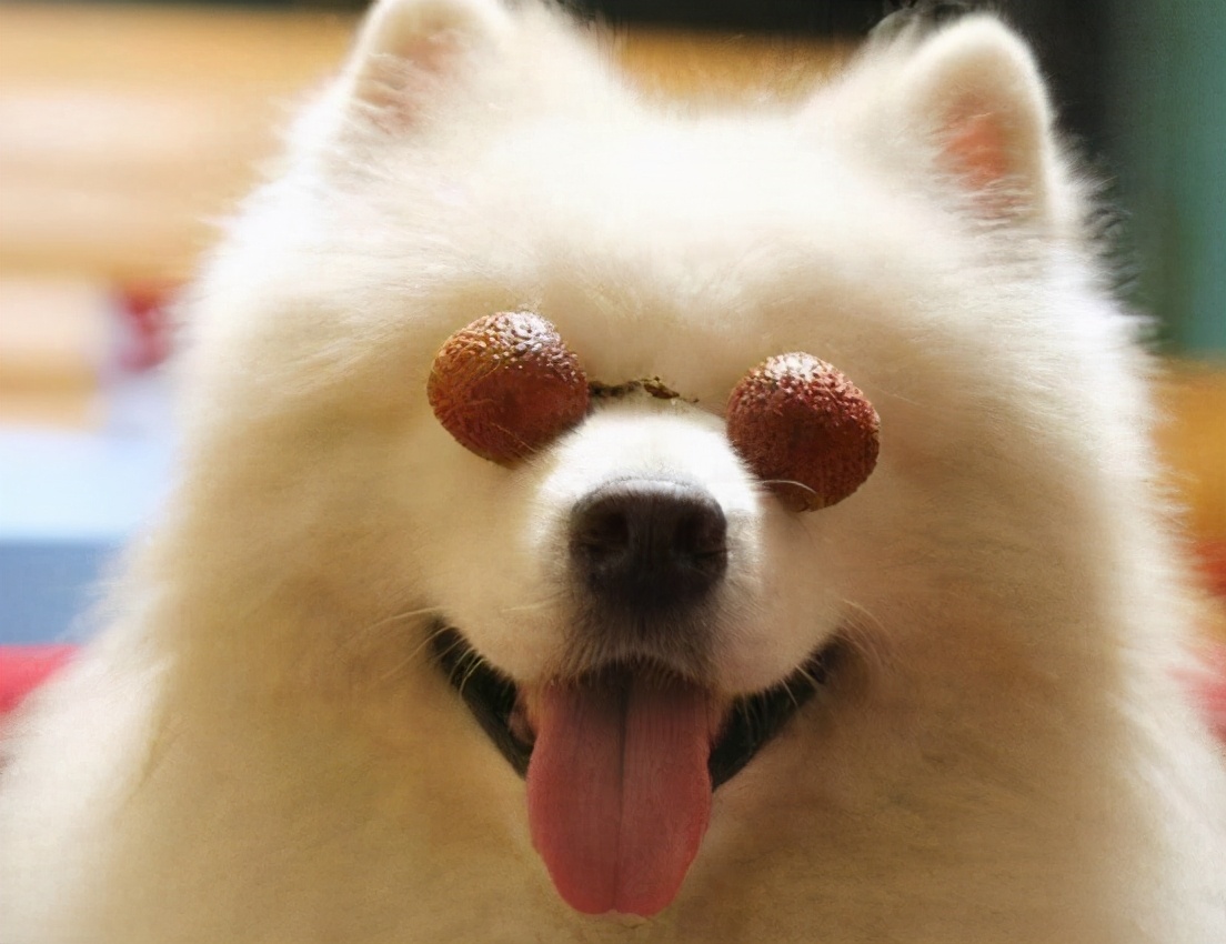 这几种食物会让狗狗身体坏掉,喂食的六大禁忌