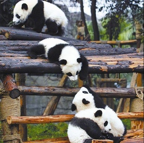 成都亲子游攻略五天四晚,成都亲子游旅游攻略2-3岁孩子