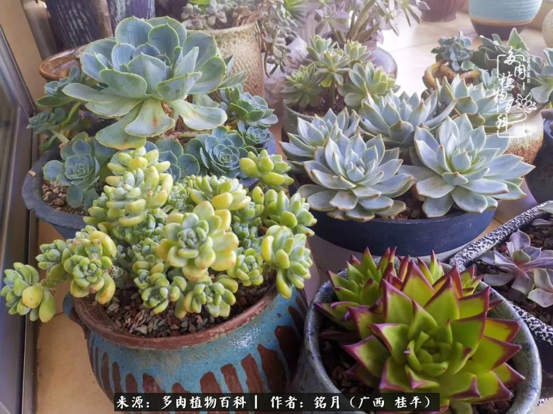 多肉怎么养出色彩,多肉很容易出现美丽的色彩