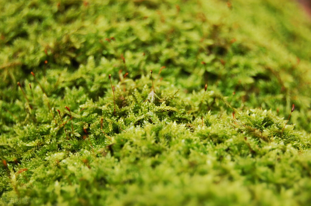 表扬孩子拿了很多奖励的句子,表扬奖励孩子