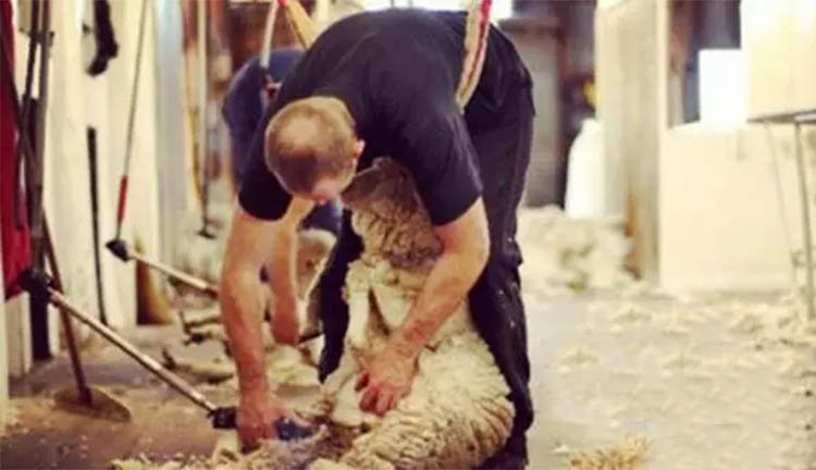 澳大利亚ugg哪个品牌好,ugg到底哪个是真的