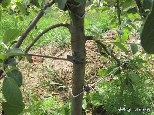 新栽桃树整形剪枝，不能忘记做好2件事，让桃树生长更加旺盛