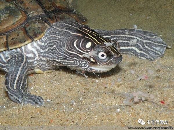 正宗的地图龟,史上最差的地图龟