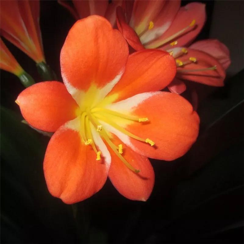 2019真实鲜花图片,2023鲜花爆款图文