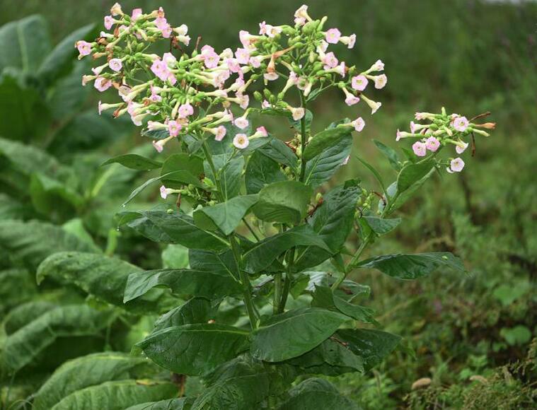 农村创业适合做些什么项目,农村的创业的点子