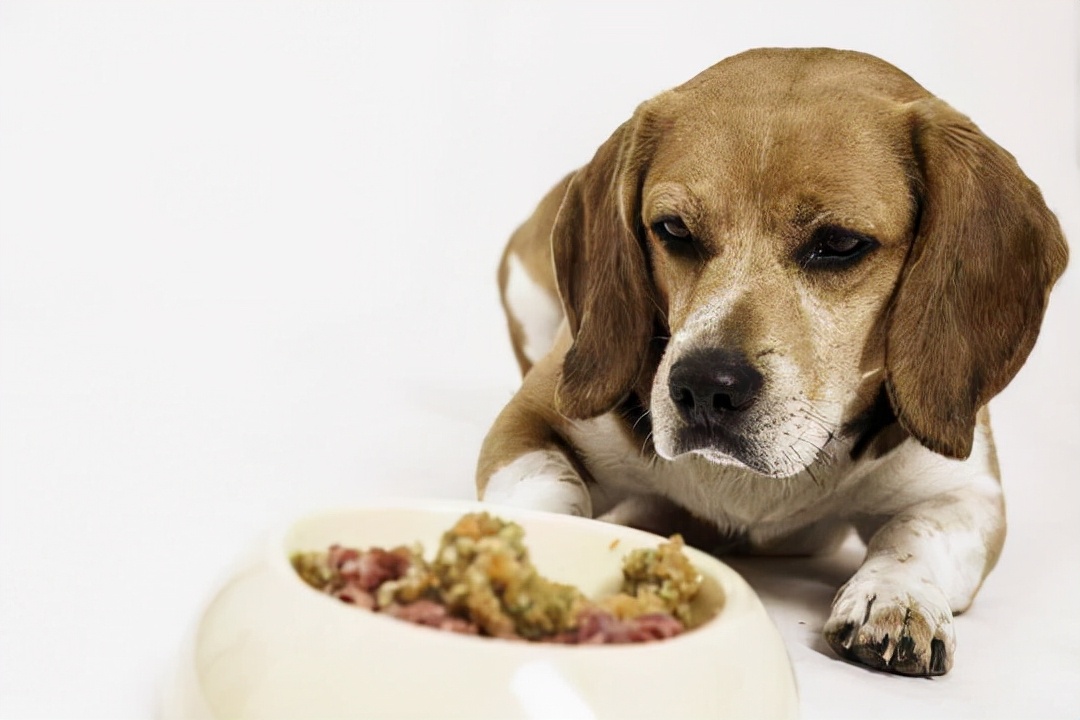 狗狗毛发粗糙怎么改善,狗狗毛发干燥可以擦橄榄油吗