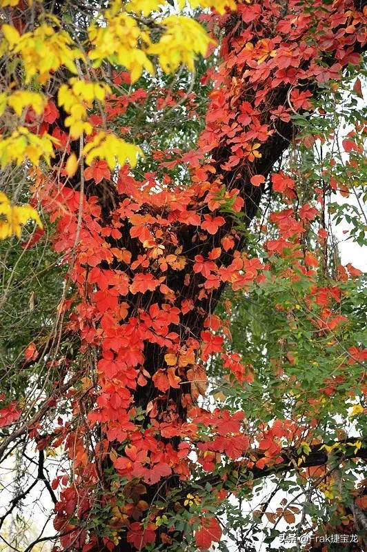 纯情的红叶……爬山虎