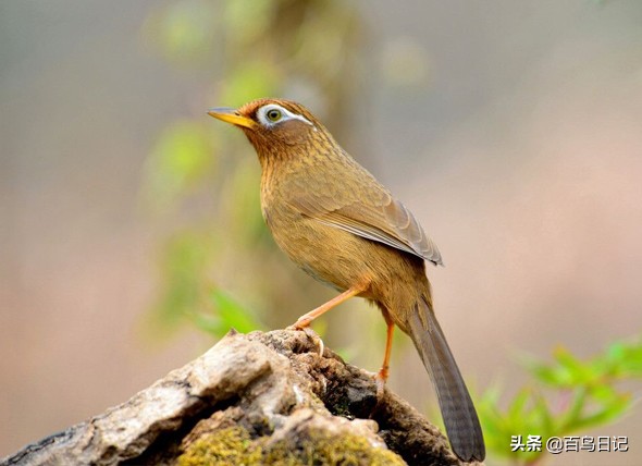治疗鸟的眼病用什么药,鸟类的眼部疾病